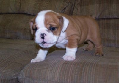attractive english bulldog for careing homes.
