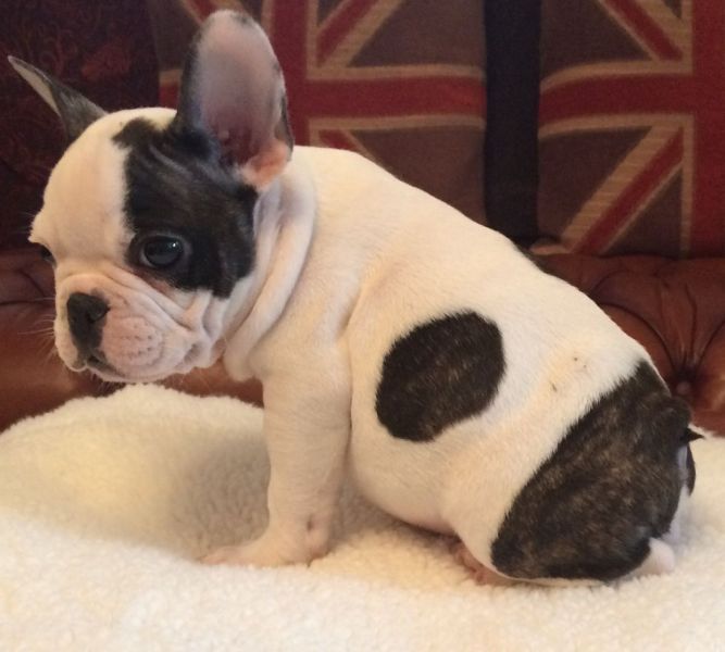 Adorable French Bulldogs for Adoption