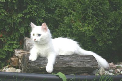 DOG Boarding, CAT Boarding, Pet GROOMING at...  MANOIR KANISHA