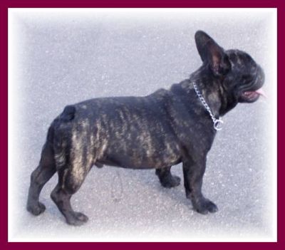 French Bulldog