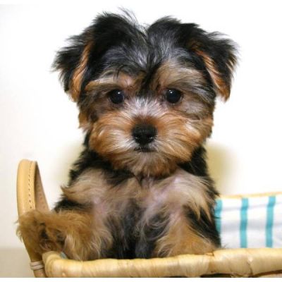 X-mas Capuchin Monkeys for adoption