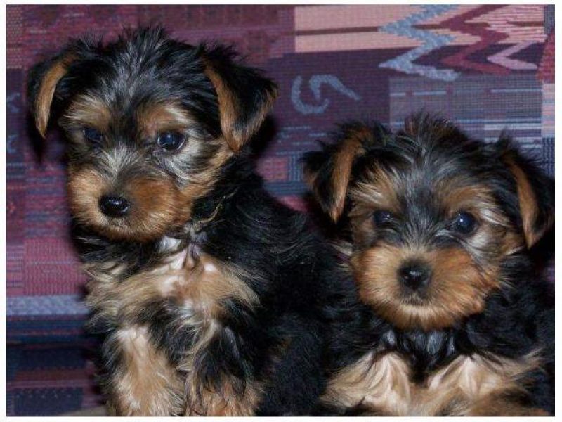 Two Adorable Teacup Yorkie puppies Text To (609) 807-2598