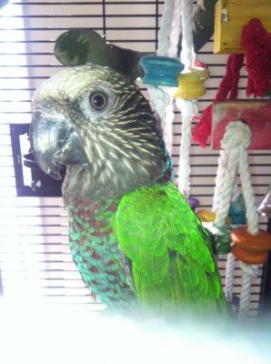 Adorable Maccaw and Hawk Headed Parrots available