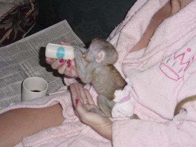 Super cute and potty train capuchin monkeys for adoption