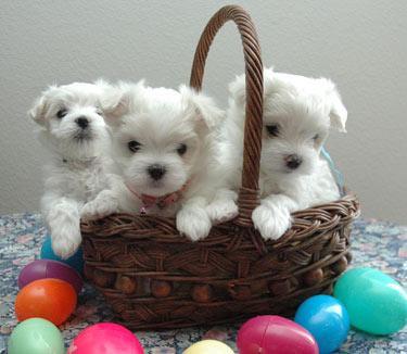 Beautiful, healthy, pre-spoiled  Maltese puppies Available