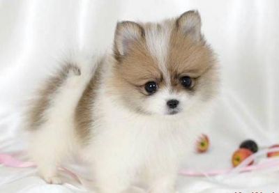 TEA-CUP-POMERANIAN-PUREBREED-PUPPIES
