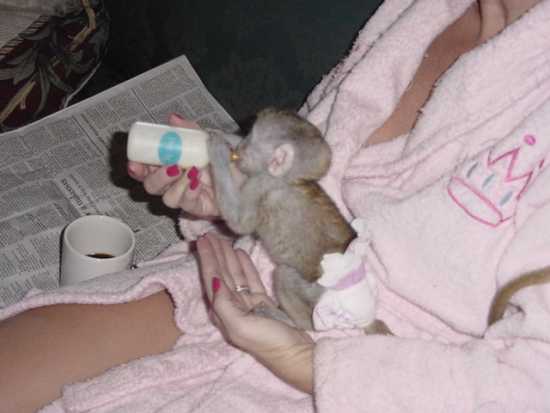 Cute baby capuchin monkeys for adoption