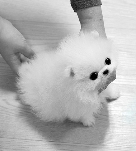 T-Cup Pomeranian Pups For Sale..Text Us Only At(602-765-4090