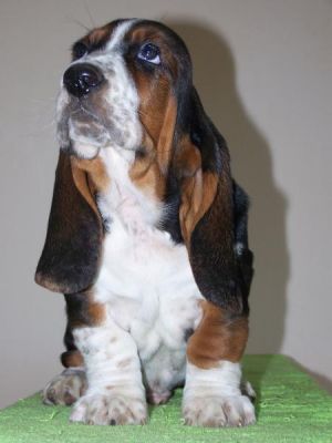 Basset Hound Puppies
