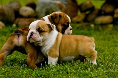 Pair of English Bull Puppies to make your family happy 