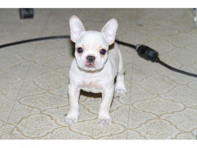 Super mini french bulldog puppies