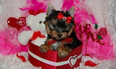 *********Quality Yorkshire Terrier puppies Ready*******