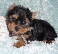 playful and lovely yorkie puppies for your home