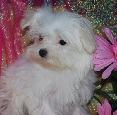 adorable maltese puppies for sale