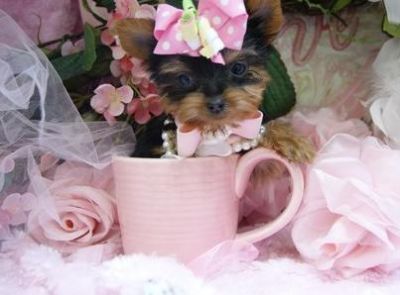 Gorgeous Yorkshire terrier pups for sale, 10 weeks