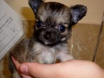AKC Reg Tiny Tea-cup Sized Longcoat Girl!!