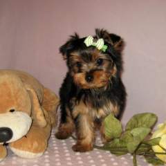 Beautiful Champion Yorkie Puppies For Free Adoption