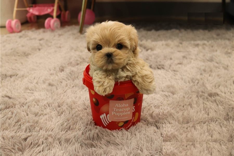 Playful Maltipoo puppies for new homes