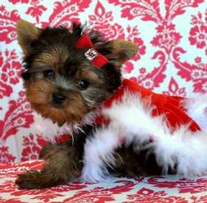 Tea Cup Yorkie Puppies for Adoption