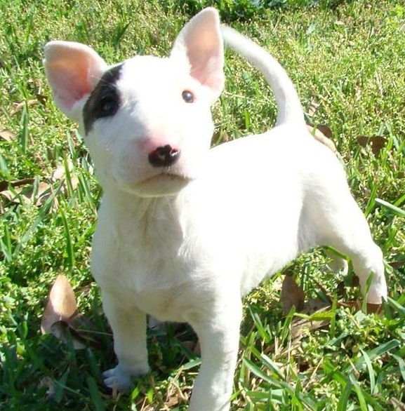 Bull  Terrier Puppies For Sale  