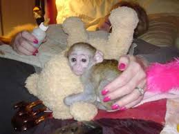 Cute and well trained Capuchin Monkeys for adoption