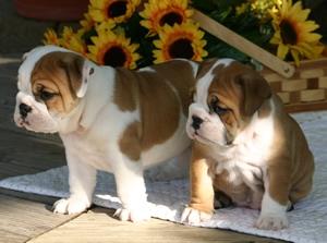 English Bulldog Puppies now ready