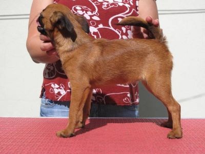 Petit Brabancon puppies with pedigree