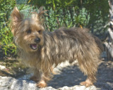  quality akc registered male and female yorkie puppies for adoption 