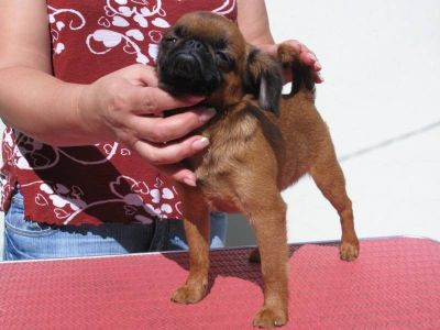 Petit Brabancon puppies with pedigree