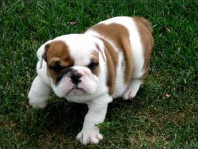 Top Quality English Bulldog Puppies(100% Purebreed)