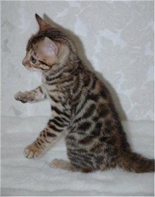 Cute and calm Bengal kittens for adoption.