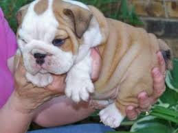 Top Quality English Bulldog Puppies
