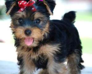 Top Quality Teacup Yorkie Puppies For Free Adoption