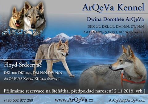 Czechoslovakian Wolfdog with pedigree