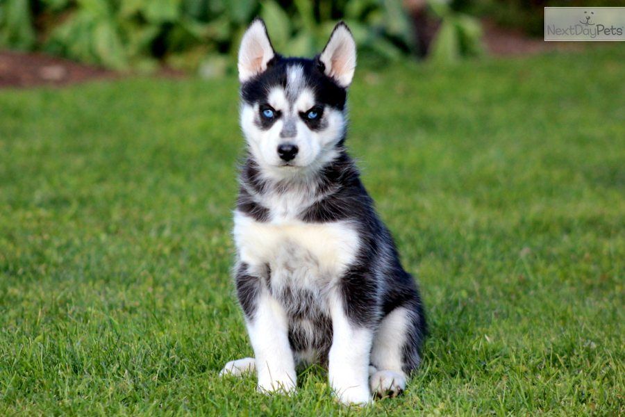 Gift  adorable siberian husky puppies for adoption