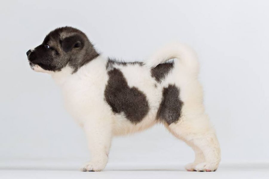American Akita (FCI)