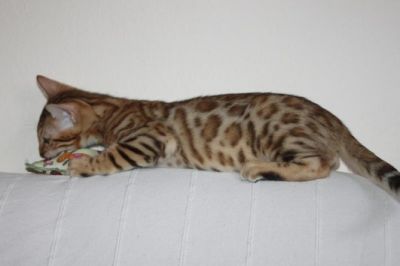 Bengal Kittens, TICA registered.