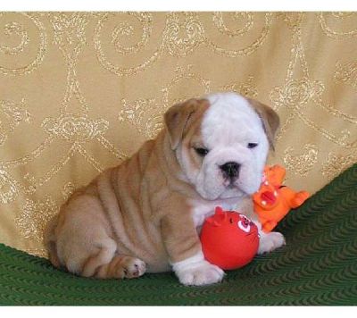 Adorable English bulldog puppies for adoption