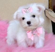 cute maltese puppies for free adoption