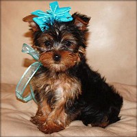 precious and well trained yorkie puppies for sweet home