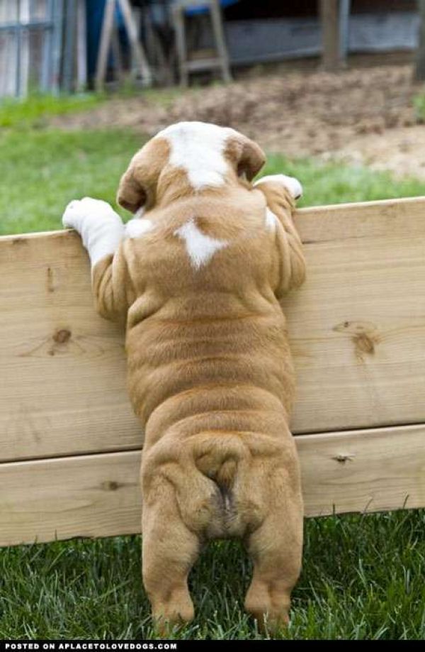 Two Cute English Bulldog Puppies for Free Adoption