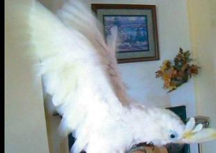 Cockatoo parrot for re-homing