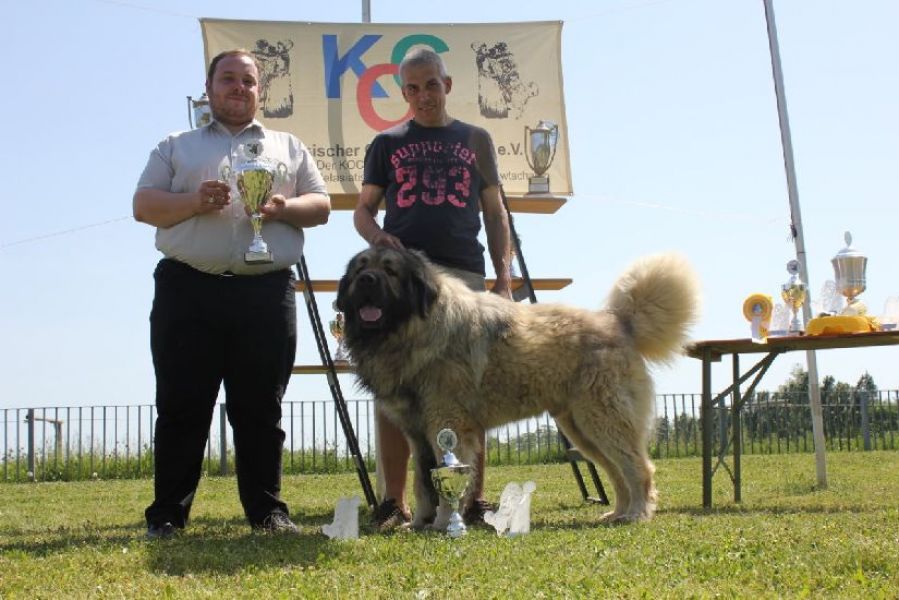 Caucasian Shepherd dog - pupps FCI pedigree