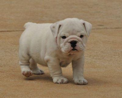 Amazing And Loving English bulldog puppies for adoption