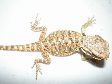 ~~~Baby Chameleons & Bearded Dragons~~~ 