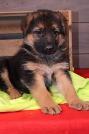  Super Cute and Adorable German Shepherd puppies for sale