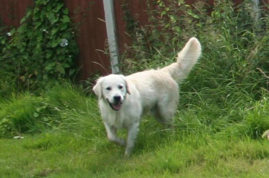  300$Beautiful Golden Retriever For Sale. (304) 249-8561