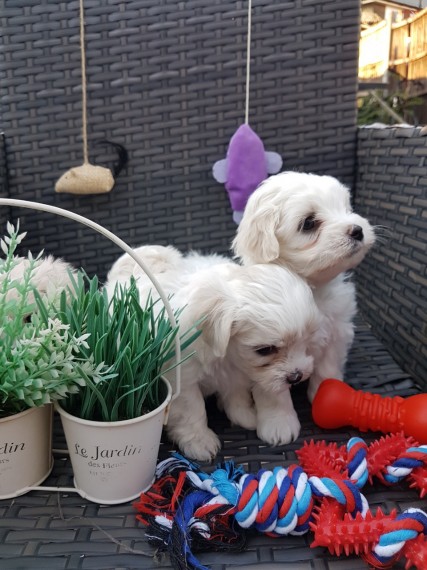 Two Teacup Maltese Puppies Needs a New Family