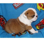 Sweet  English bulldog puppies available.