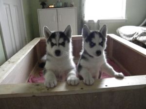 adorable siberian hgusky puppies for free contact us for more